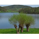 TŘI GRÁCIE....:-)))