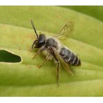 Pískorypka žlutonohá