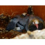 Mládatá ne hrivnáč.