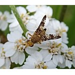 Oxyna flavipennis - vrtulovití