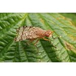 Tephritidae - vrtulovití.