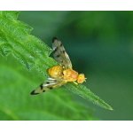 Trypeta artemisiae - vrtulovití