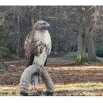 Káně rudochvostá - káně rudoocasá