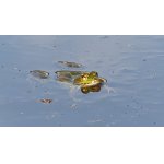 skokan zelený