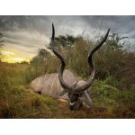Kudu