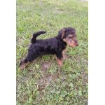 Welsh terrier 2
