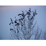 Špačci obecní při migraci - březen