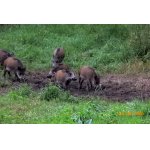 *