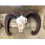 Muflon