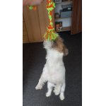 JRT Rex