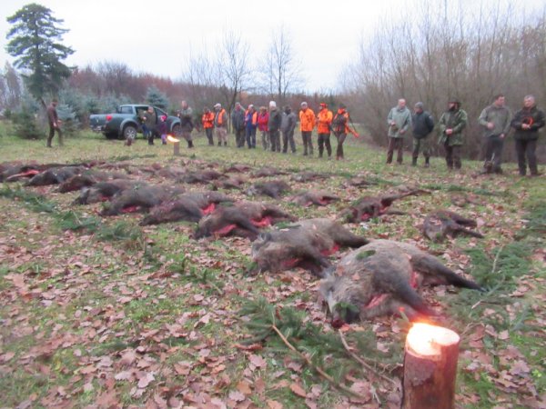 Naháňka na zvěř černou