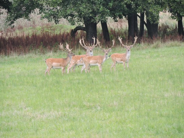 Nabídka lovu trofejových daňků
