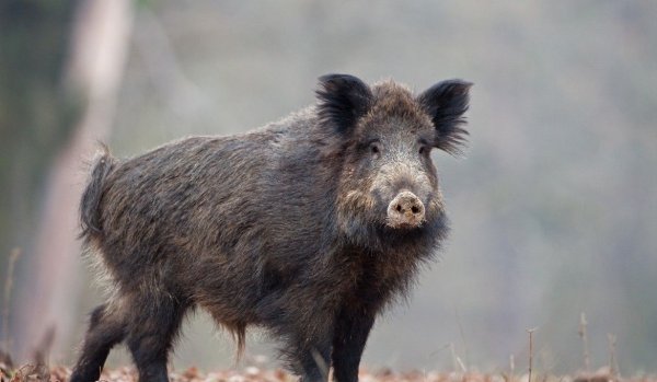 Poplatková naháňka - Poslední místa