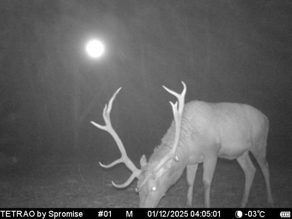 Poplatkový lov jeleňa na Slovensku