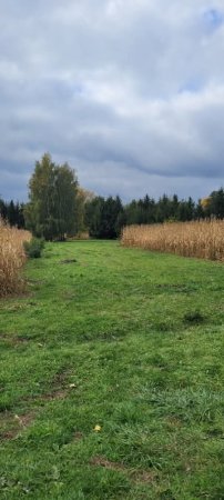 Lov trofejního krocana divokého