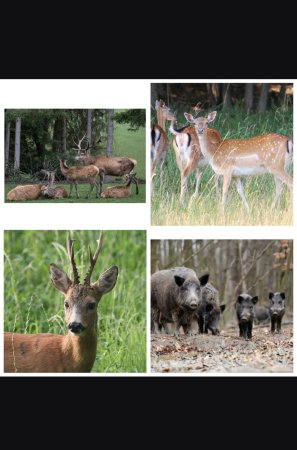 Hledám zabité koně, jsem z Vídně v Rakousku, prosím, nabídněte cokoli.