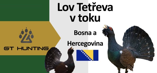Tetřev hlušec v toku