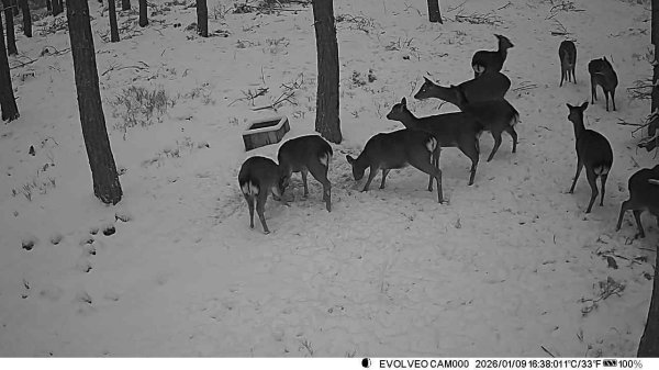 Naháňka Plzeňsko + Krušné hory