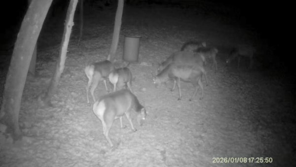 Naháňka Krušné Hory