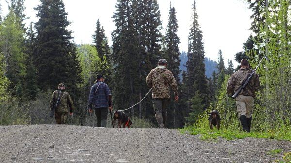 Lov v České republice, jelen SIKA, danek
