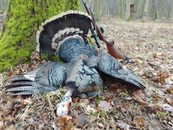 Lov divokých krocanů