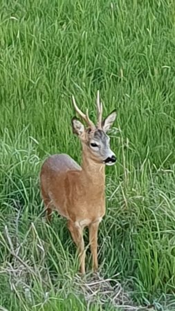 Lov srnce na Vysočině