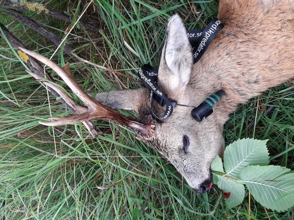 Odstřel srnců - poptávka