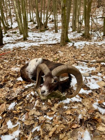 Povolenka k lovu - Kokořínsko