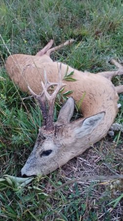 Poplatkový lov Srnce obecného