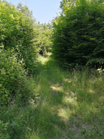 Lov jelena nebo daňka