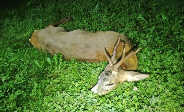 Lov srncov v Maďarsku