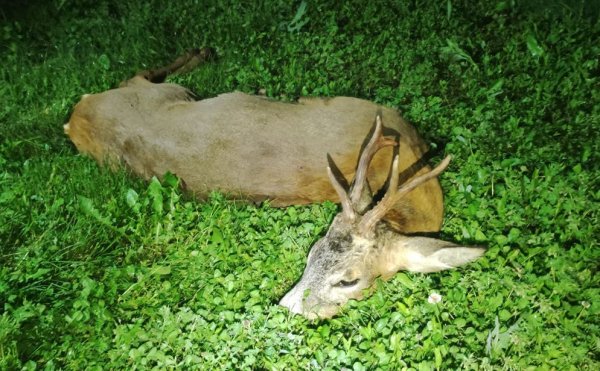 Maďarsko - lov srnca okolie Győr