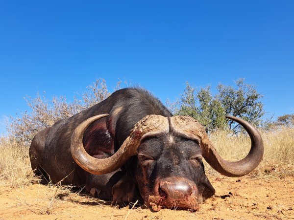 Lov byvola v Afrike 2026