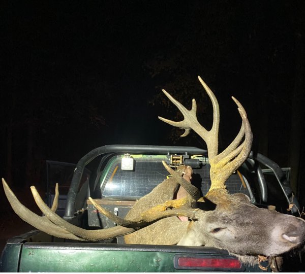 Lov Karpatskeho jeleňa v ruji