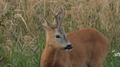 Poplatkový lov Srnce obecného