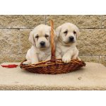 Nabídka štěňat labradorského retrievera
