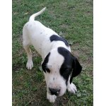 Ohař - prodej štěňat