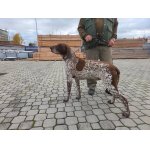 Německý ohař krátkosrstý