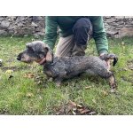 Jezevčík drsnosrstý standard