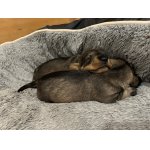 Jezevčík standard drsnosrstý