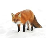 Sháním povolenku na lov škodné