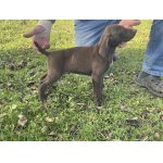 Německý ohař krátkosrstý