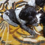 Německý křepelák