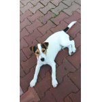 Parson Russell teriér