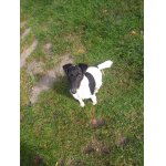 Foxteriér hladkosrstý