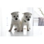 Štěňata Kishu-Inu s PP FCI