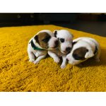 Parson Russell teriér