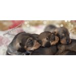 Jezevčík drsnosrstý štěňátka