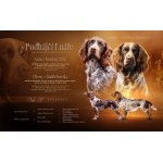 štěnata - Německý křepelák