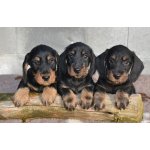 Jezevčík drsnosrstý standardní